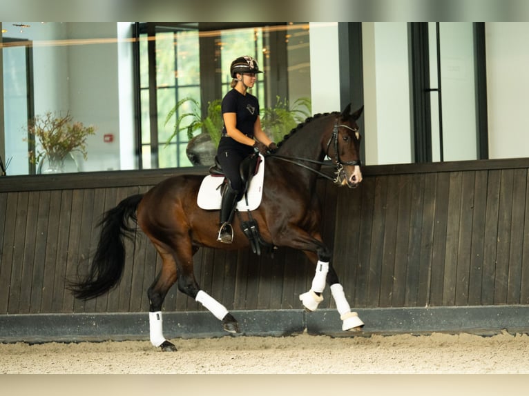 KWPN Gelding 13 years 16,2 hh Bay in Mol