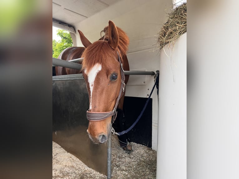 KWPN Gelding 13 years 16,2 hh Chestnut in Uster