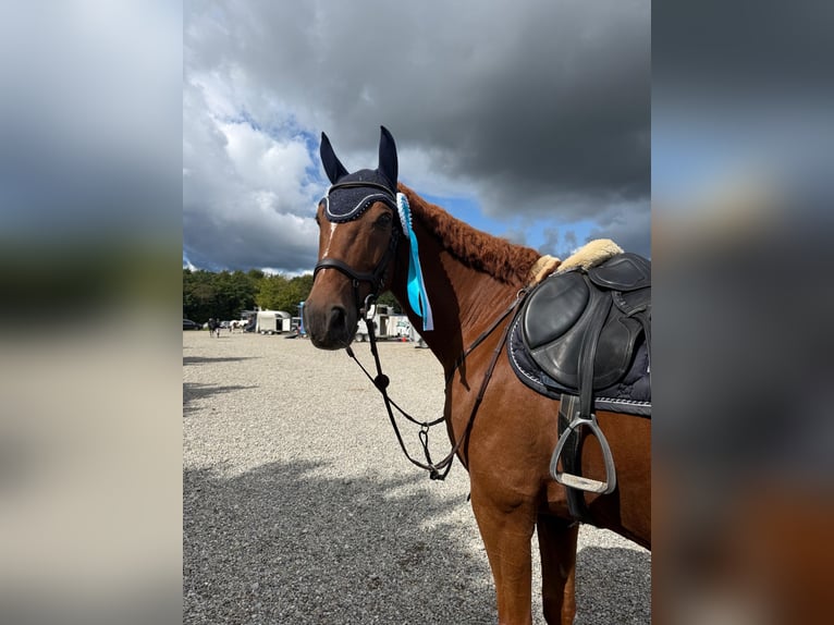 KWPN Gelding 13 years 16,2 hh Chestnut in Uster