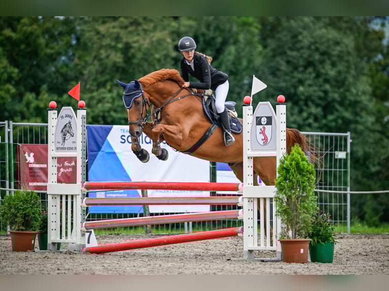 KWPN Gelding 13 years 16,2 hh Chestnut in Uster