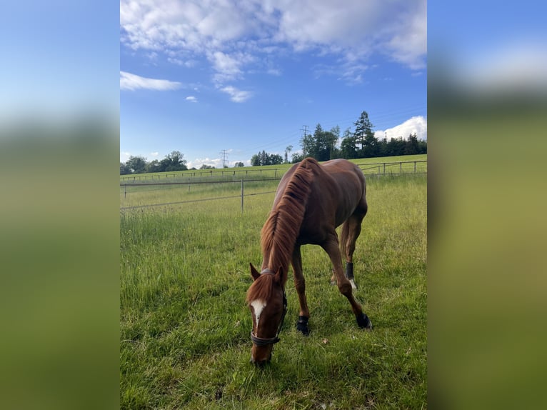 KWPN Gelding 13 years 16,2 hh Chestnut in Uster