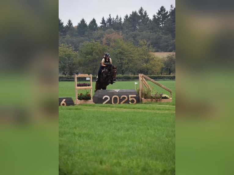 KWPN Gelding 13 years 16,3 hh Brown in Apeldoorn