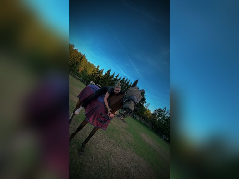 KWPN Gelding 13 years 16,3 hh Brown in Apeldoorn