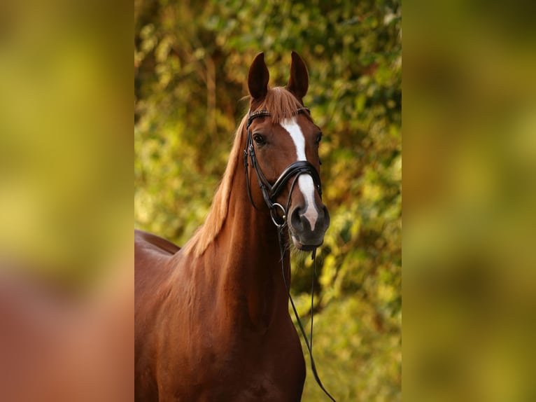 KWPN Gelding 13 years 16,3 hh Chestnut-Red in Stockach