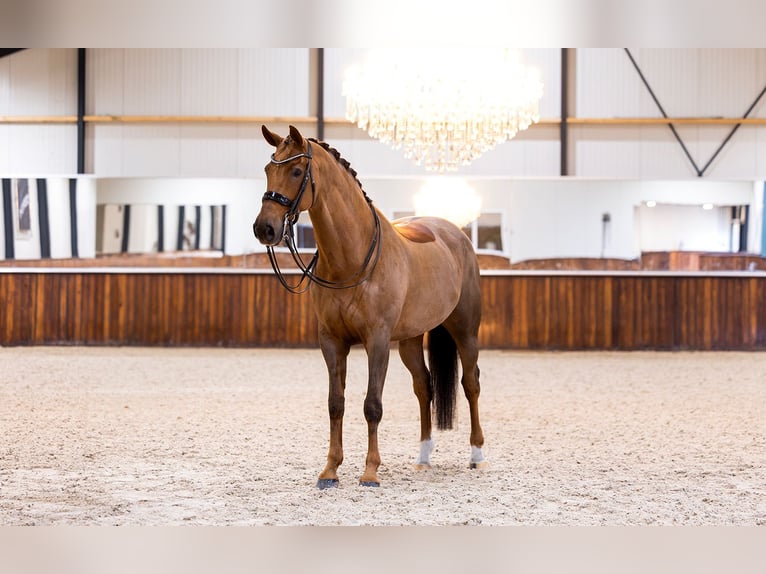 KWPN Gelding 13 years 16,3 hh Chestnut-Red in Kwadijk