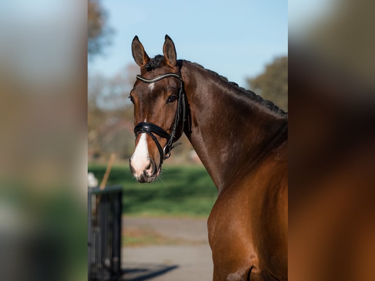 KWPN Gelding 13 years 17.1 hh Brown in Denekamp