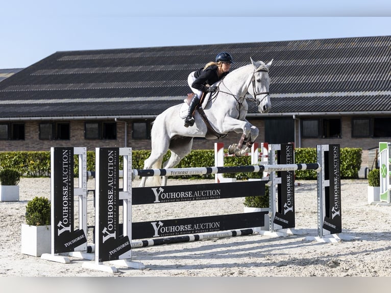 KWPN Gelding 13 years 17.1 hh  in Waddinxveen