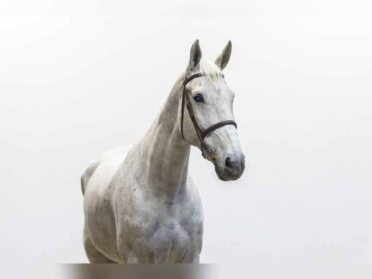 KWPN Gelding 13 years 17.1 hh  in Waddinxveen