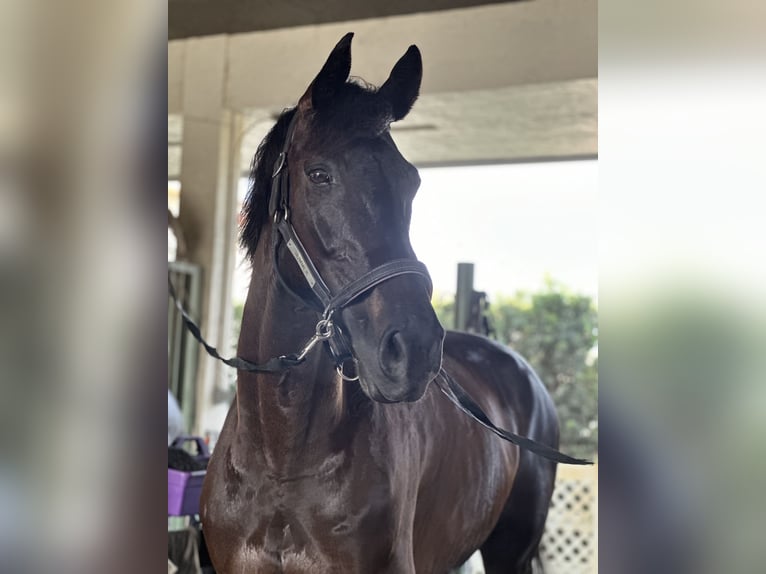 KWPN Gelding 13 years 17 hh Bay-Dark in Fort Lauderdale