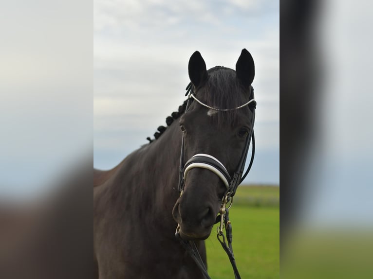 KWPN Gelding 13 years 17 hh Black in Geilenkirchen
