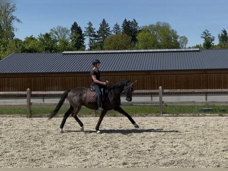 KWPN Gelding 13 years 17 hh Black in Train