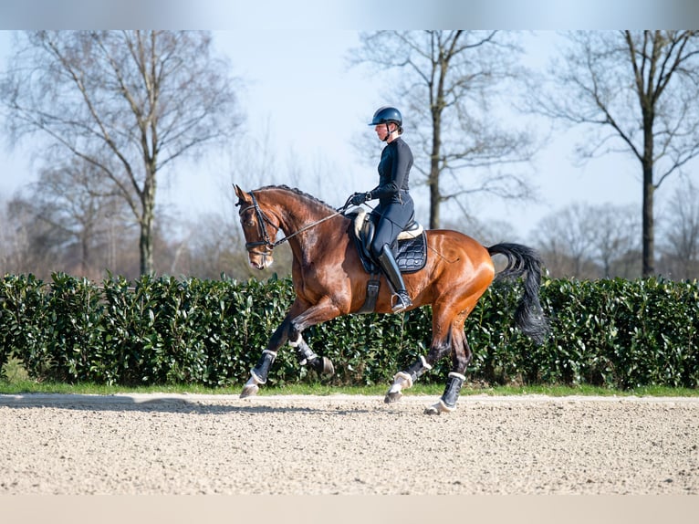 KWPN Gelding 13 years 17 hh Brown in Denekamp