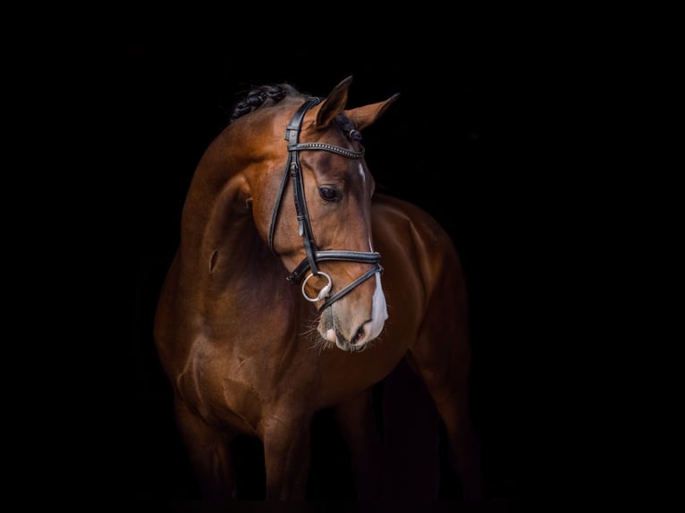 KWPN Gelding 13 years 17 hh Brown in Denekamp