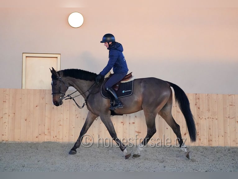 KWPN Gelding 13 years 17 hh Brown in Region Prag