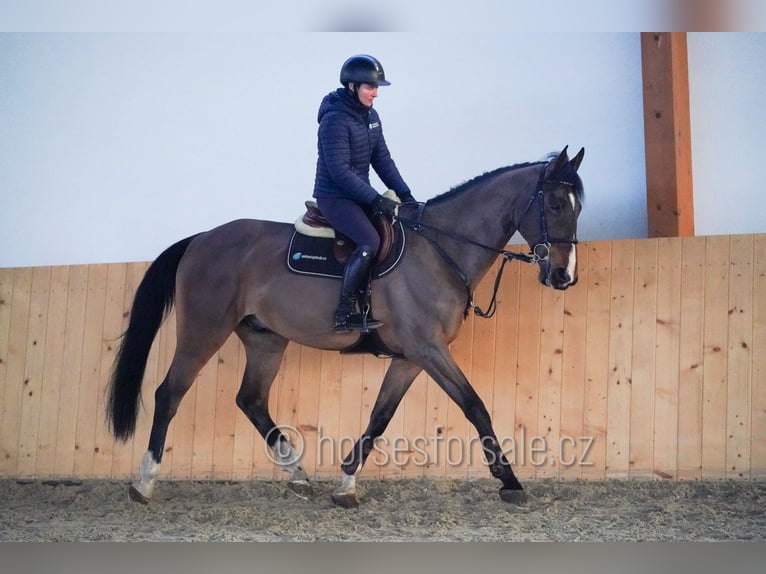 KWPN Gelding 13 years 17 hh Brown in Region Prag