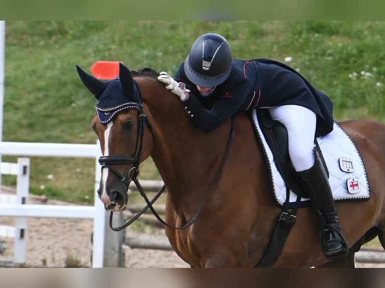 KWPN Gelding 13 years 17 hh Chestnut in Horsham