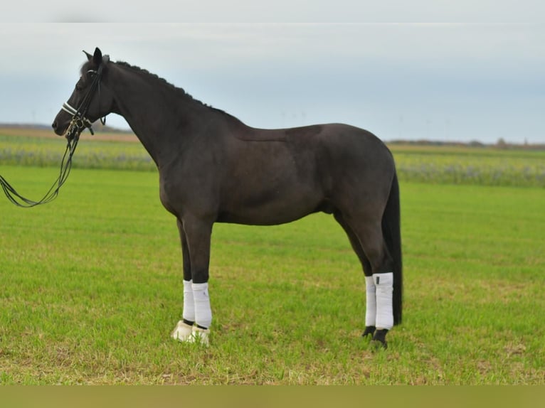 KWPN Gelding 13 years 17 hh Smoky-Black in Geilenkirchen