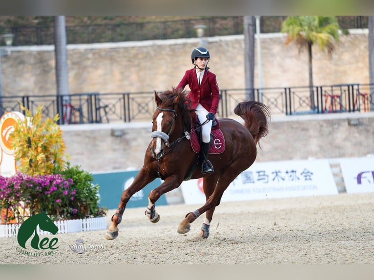 KWPN Gelding 13 years 18 hh Chestnut in Hong Kong