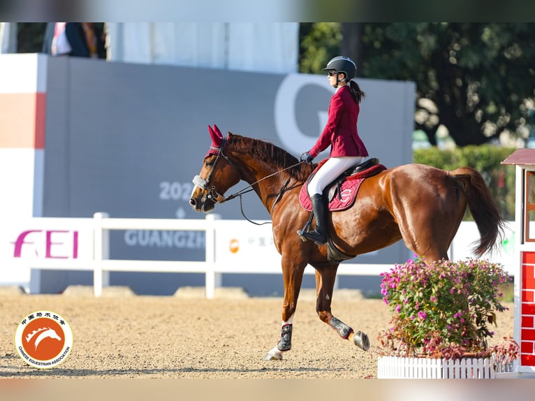 KWPN Gelding 13 years 18 hh Chestnut in Hong Kong