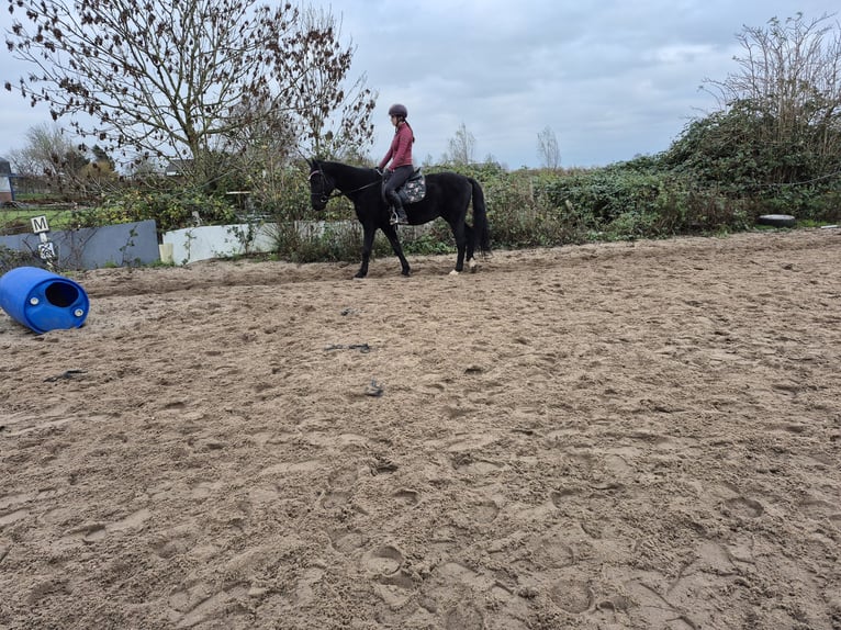 KWPN Gelding 14 years 15.1 hh Black in Montfoort