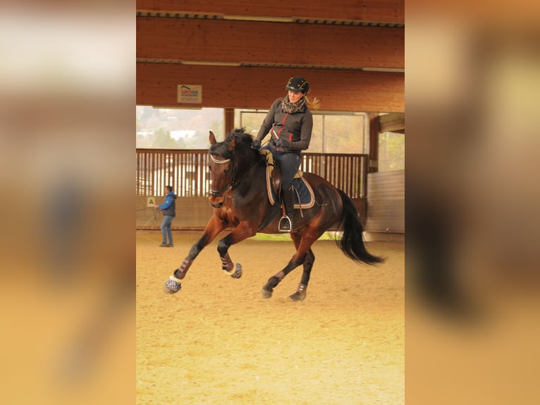 KWPN Gelding 14 years 15,3 hh in Graz