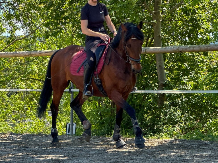 KWPN Gelding 14 years 15,3 hh in Graz