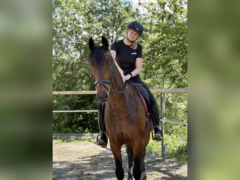 KWPN Gelding 14 years 15,3 hh in Graz