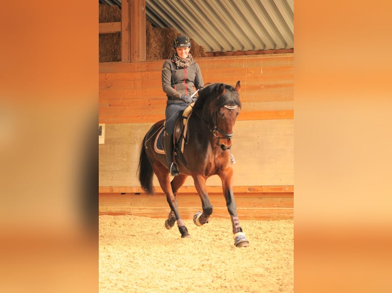 KWPN Gelding 14 years 15,3 hh in Graz