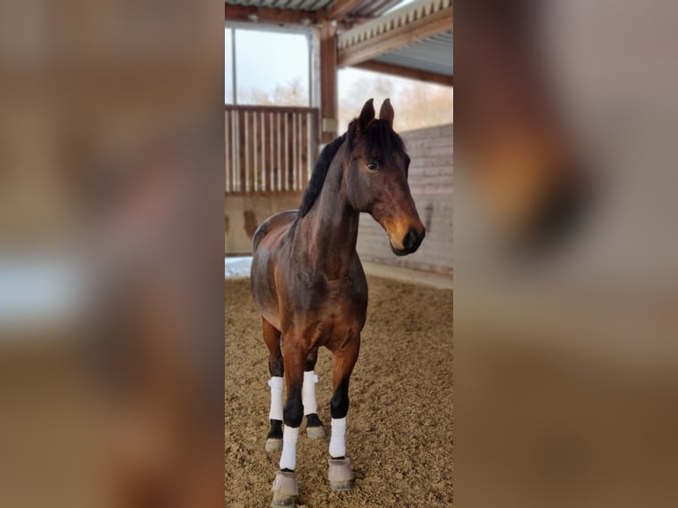 KWPN Gelding 14 years 15,3 hh in Graz