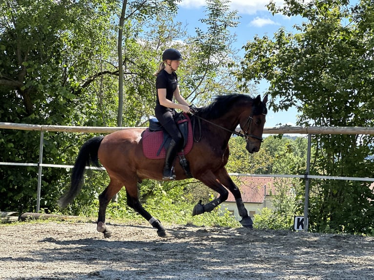 KWPN Gelding 14 years 15,3 hh in Graz