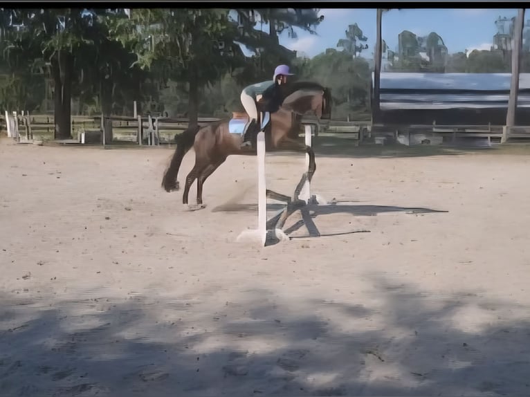 KWPN Gelding 14 years 15 hh Black in Bloomingdale