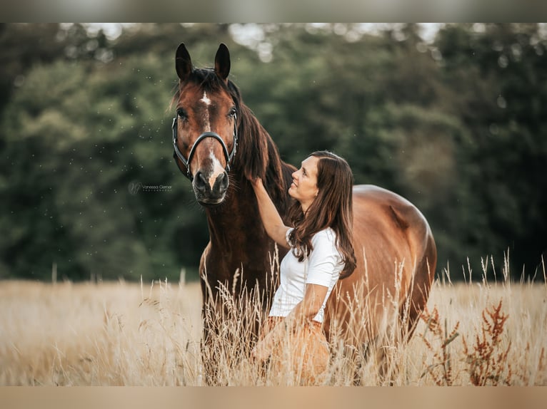 KWPN Gelding 14 years 16.1 hh Bay-Dark in Boppard