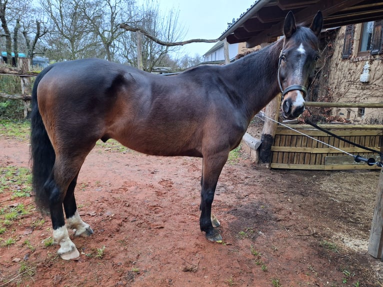 KWPN Gelding 14 years 16.1 hh Bay-Dark in Boppard