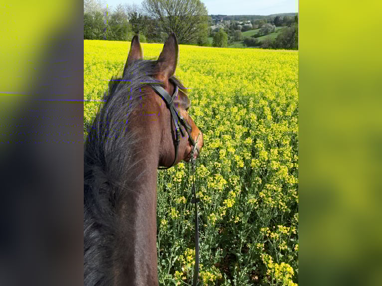 KWPN Gelding 14 years 16.1 hh Bay-Dark in Boppard