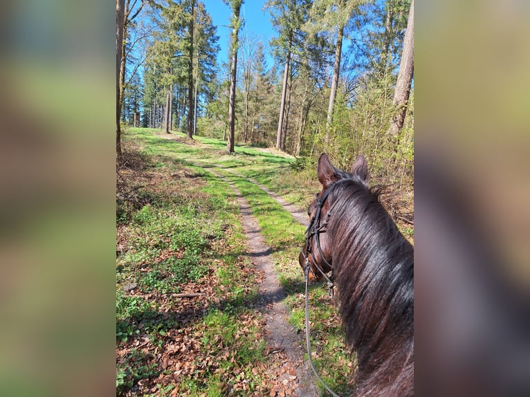 KWPN Gelding 14 years 16.1 hh Bay-Dark in Boppard