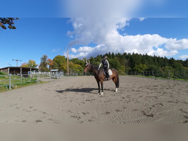 KWPN Gelding 14 years 16.1 hh Bay-Dark in Boppard