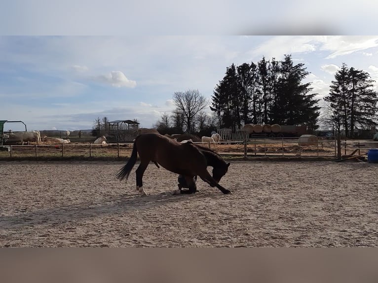 KWPN Gelding 14 years 16.1 hh Bay-Dark in Boppard