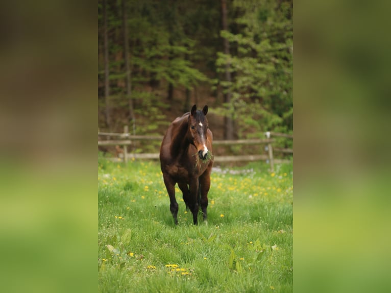 KWPN Gelding 14 years 16.1 hh Bay-Dark in Boppard