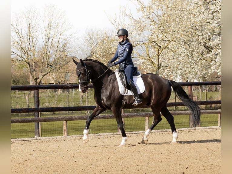 KWPN Gelding 14 years 16.1 hh Black in Maastricht