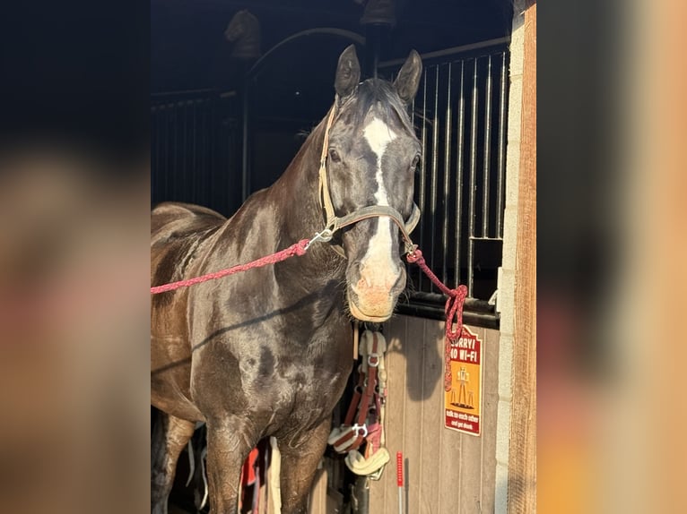 KWPN Gelding 14 years 16.1 hh Black in Maastricht