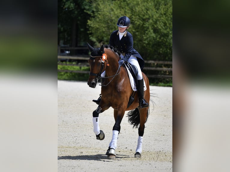 KWPN Gelding 14 years 16,1 hh Brown in Brecht