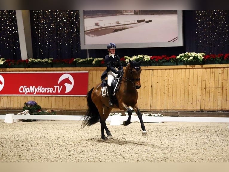 KWPN Gelding 14 years 16,1 hh Brown in Brecht