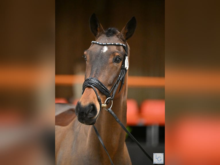 KWPN Gelding 14 years 16,1 hh Brown in Brecht