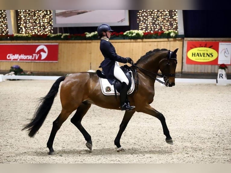 KWPN Gelding 14 years 16,1 hh Brown in Brecht