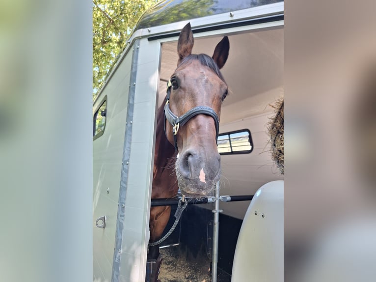 KWPN Gelding 14 years 16.1 hh Brown in Deißlingen