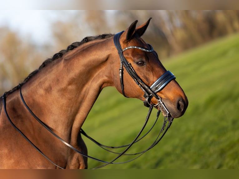 KWPN Gelding 14 years 16.1 hh Brown in Zandhoven