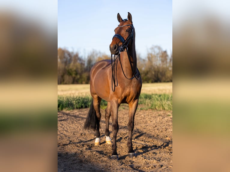 KWPN Gelding 14 years 16.1 hh Brown in Zandhoven