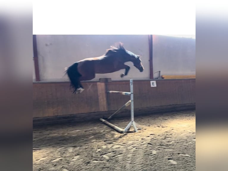 KWPN Gelding 14 years 16,1 hh Brown in Garching bei München