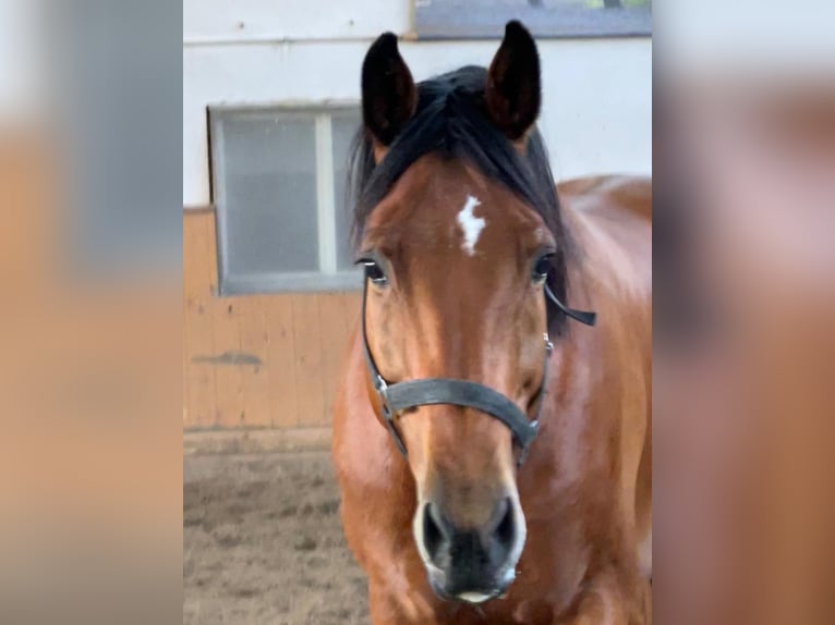 KWPN Gelding 14 years 16,1 hh Brown in Garching bei München