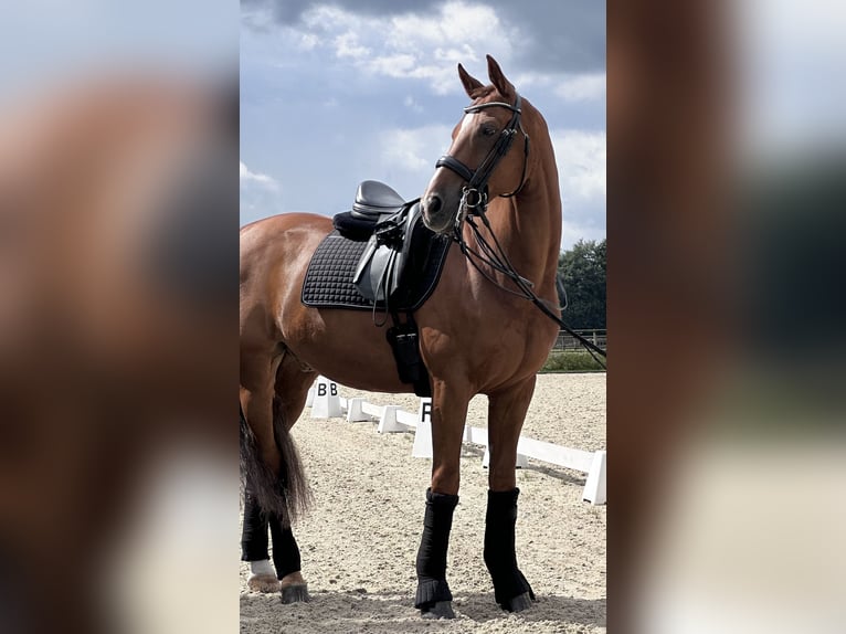 KWPN Gelding 14 years 16,1 hh Chestnut-Red in Hörstel